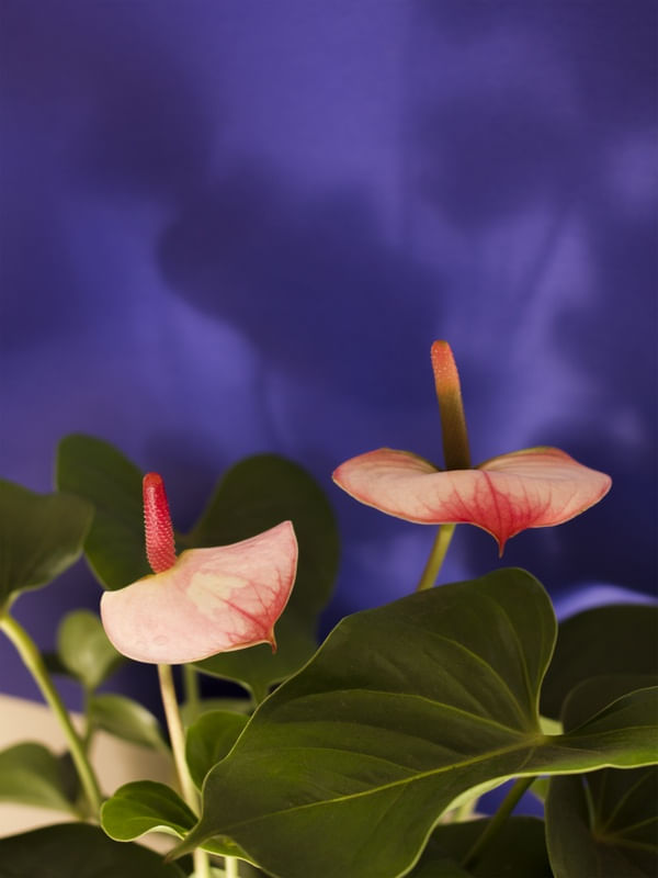ANTHURIUM