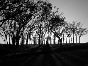 TREES 01