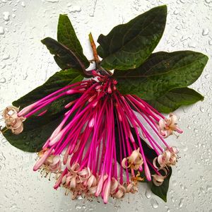 CHUVA FLORAL