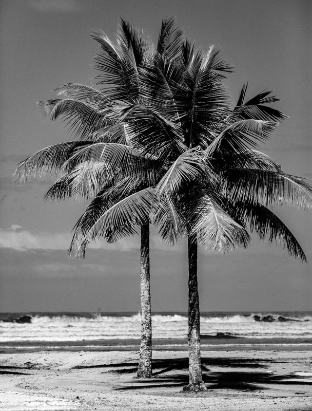 COQUEIRO E MAR