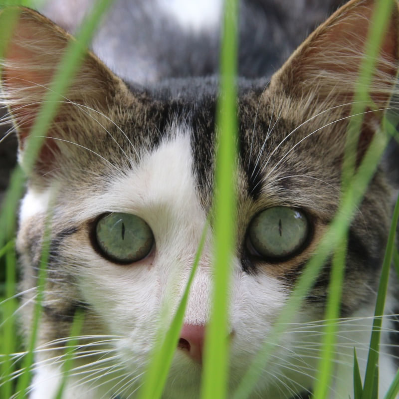 GATO 02