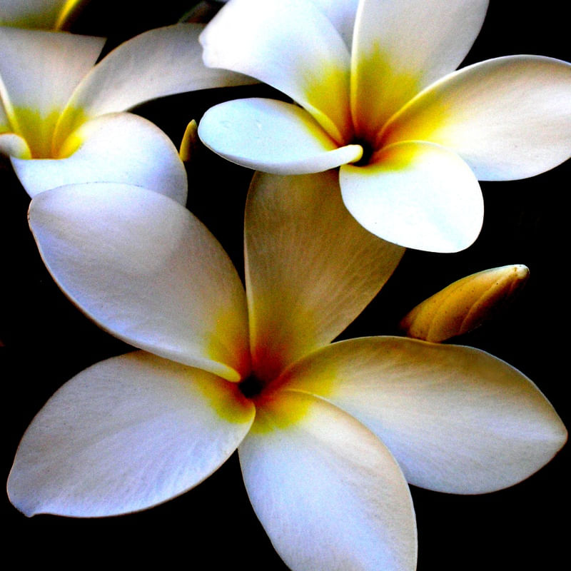FLOR 23