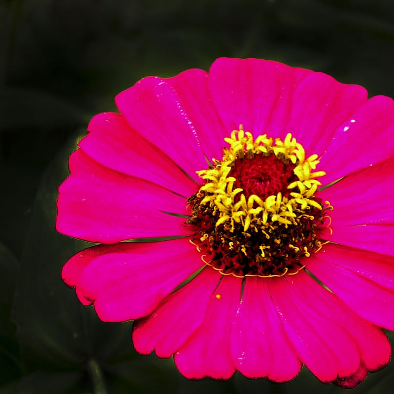 FLOR 56