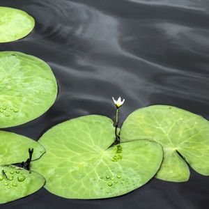 FLOR DA LAGOA