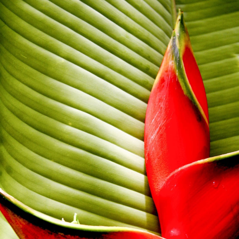 FLOR TROPICAL 6