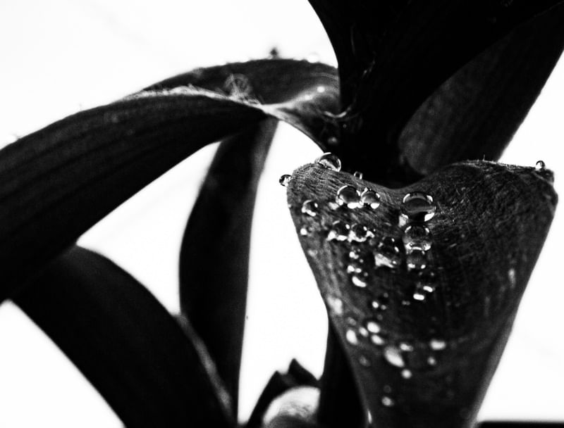 CADA GOTA UM UNIVERSO