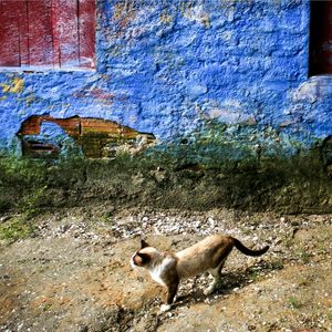 GATO 89