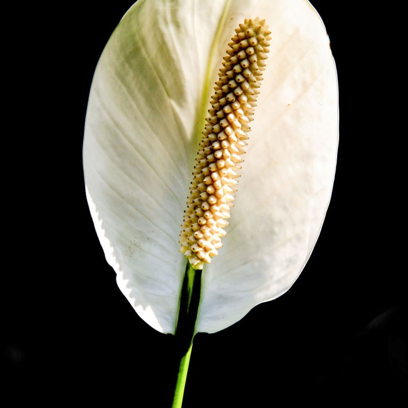 FLOR 67