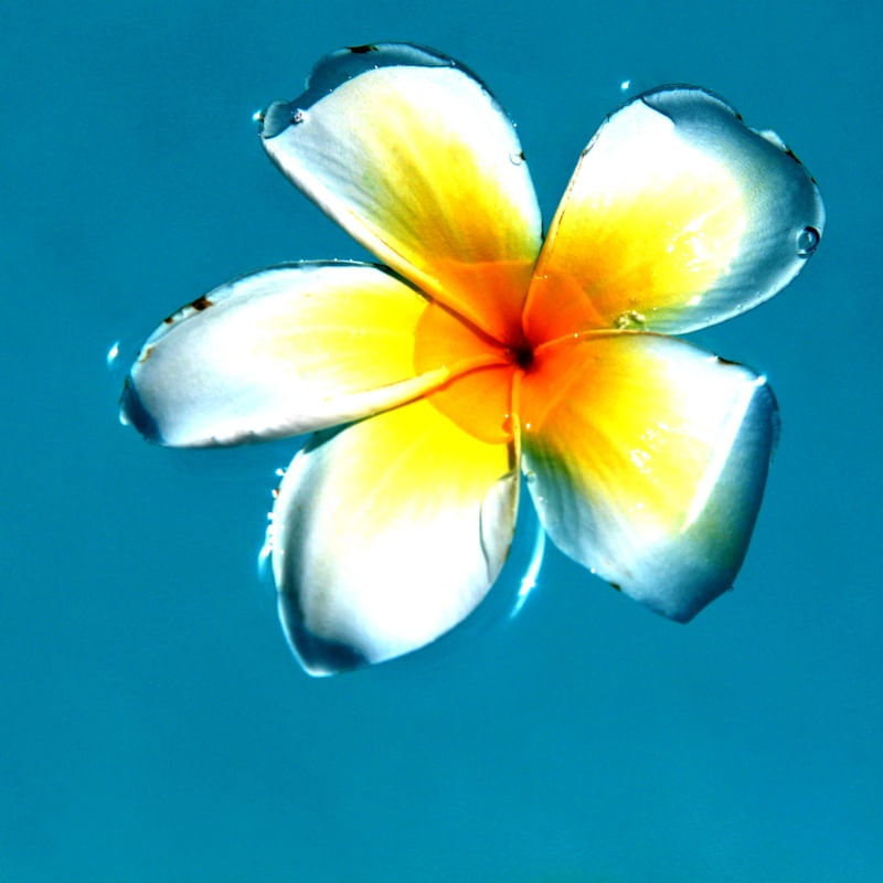 FLOR 78