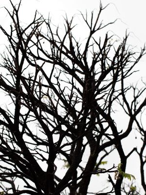 BLACK TWIG II