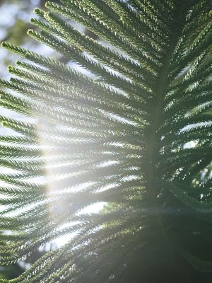 PLANT GREEN