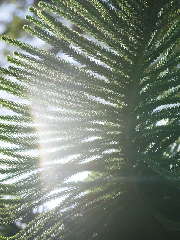PLANT GREEN