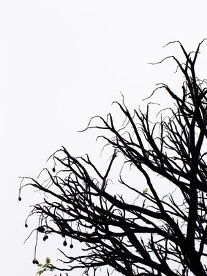 BLACK TWIG