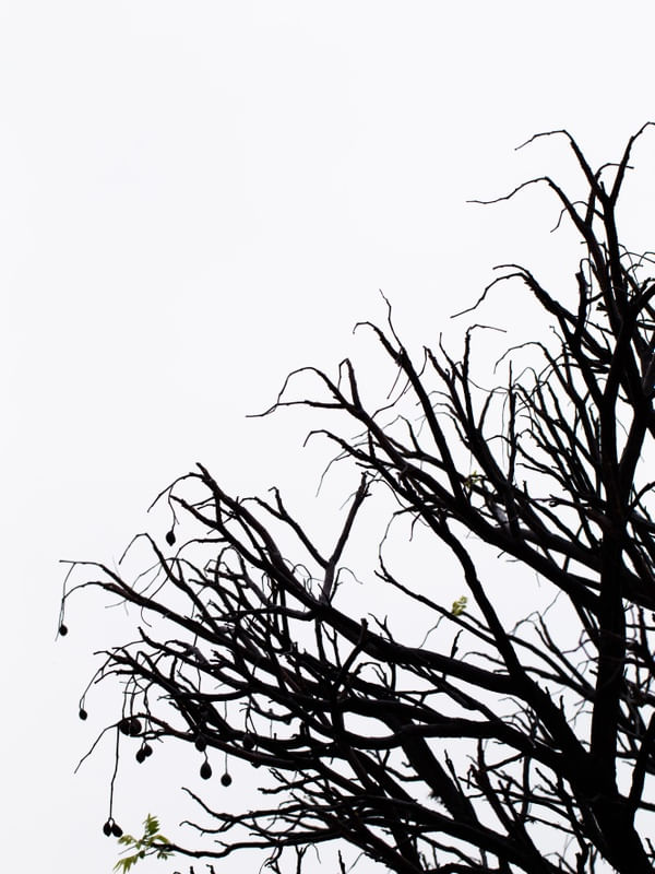 BLACK TWIG