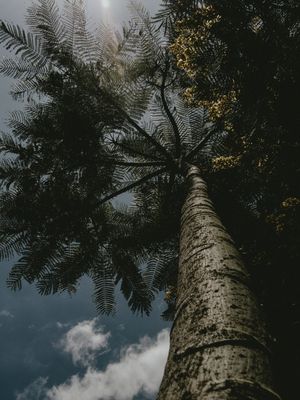 ÁRVORE EM PRAIA