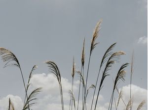 NATUREZA SIMPLES