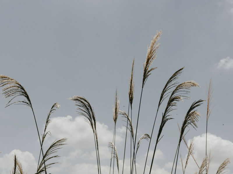 NATUREZA SIMPLES
