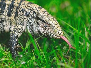 LAGARTO TEIÚ (TUPINAMBIS)