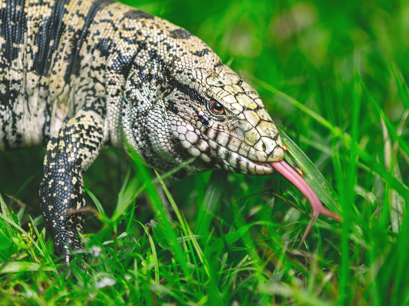 LAGARTO TEIÚ (TUPINAMBIS)
