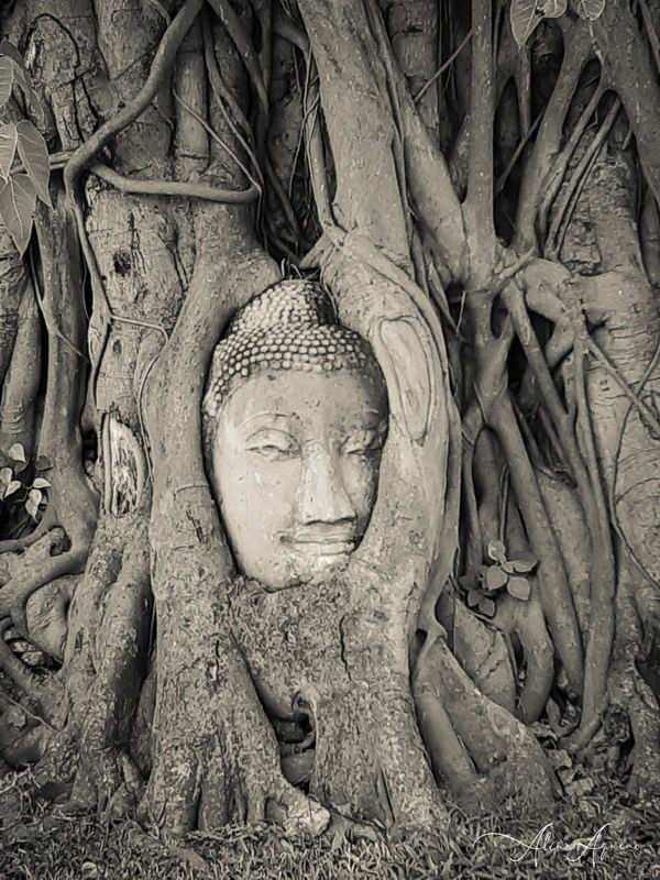 BUDA AYUTTHAYA