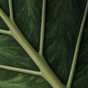 LEAF NATURE 02