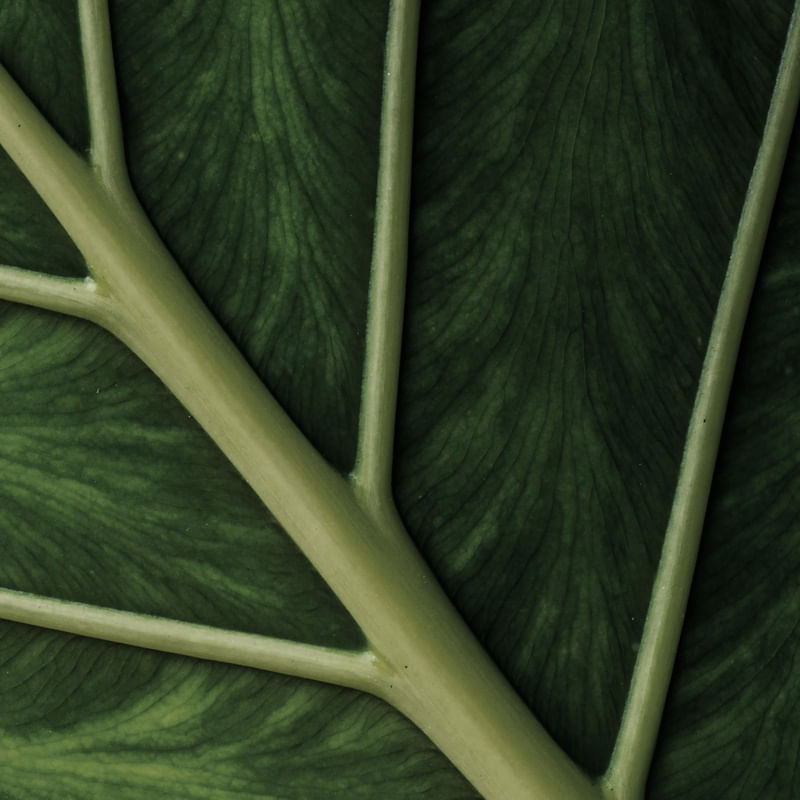 LEAF NATURE 02