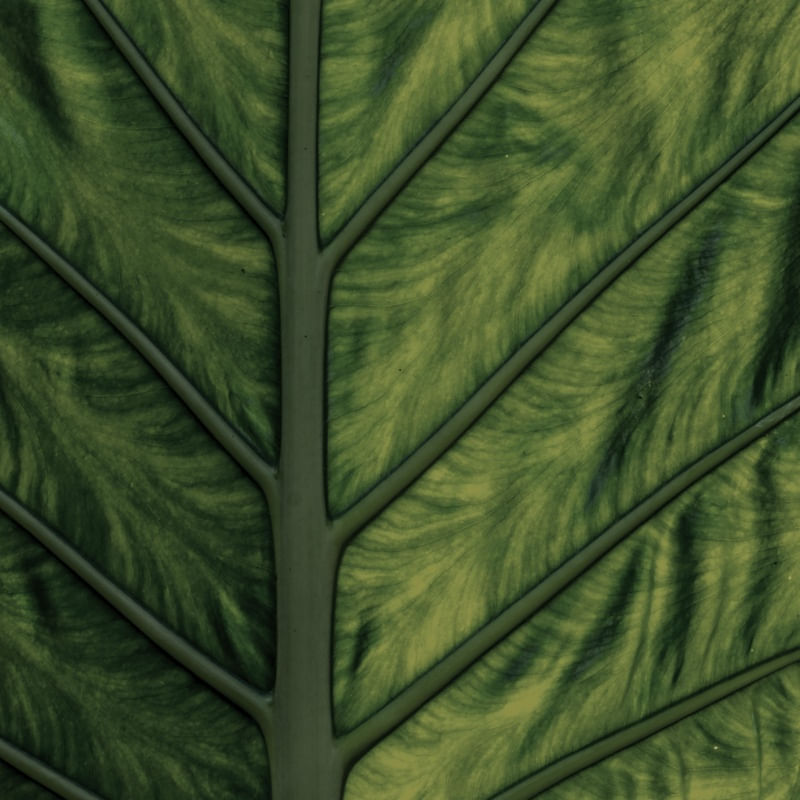 LEAF NATURE 01