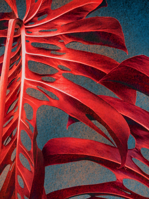 RED MONSTERA