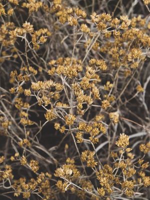PEQUENAS AMARELAS