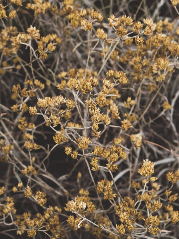 PEQUENAS AMARELAS