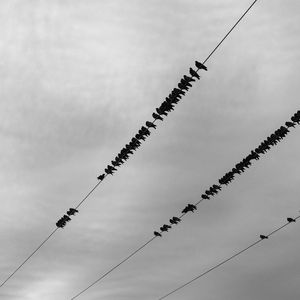 BIRDS IN THE LINES