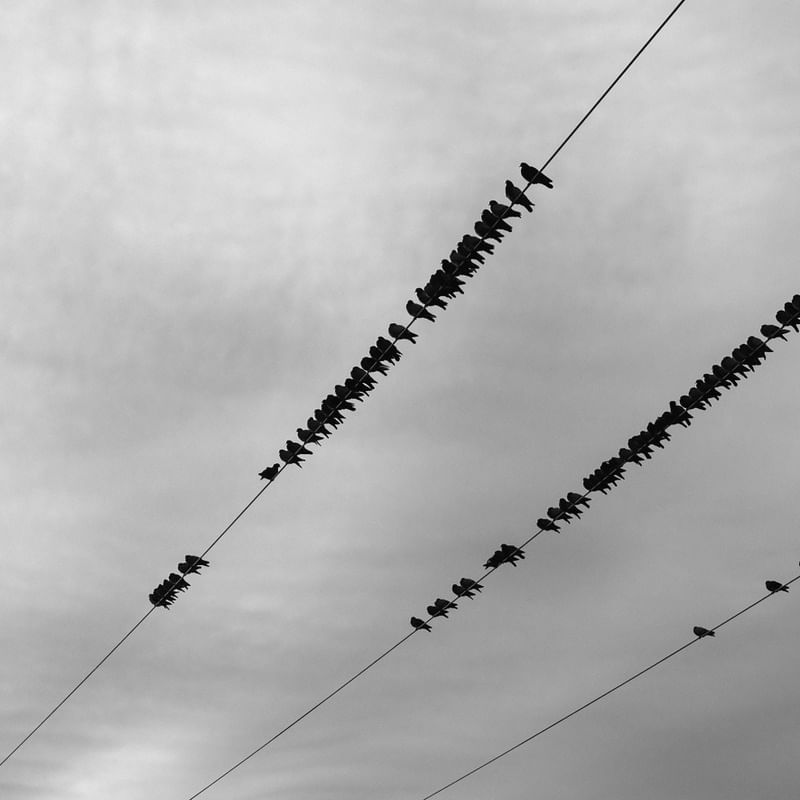 BIRDS IN THE LINES