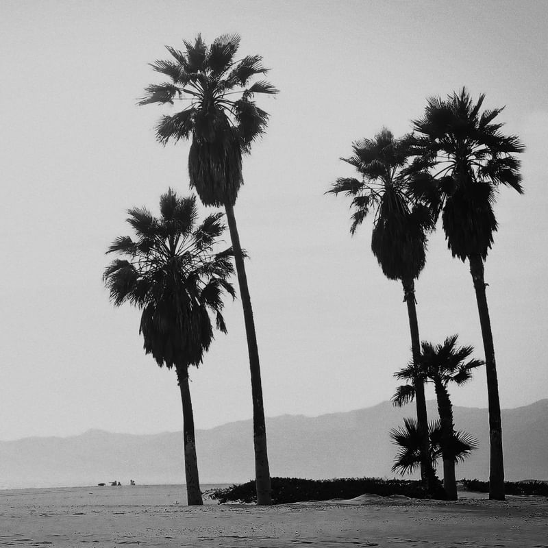 PALM BW