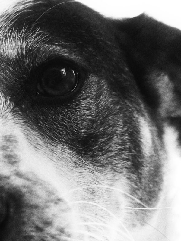 OLHAR CANINO DÍPTICO 00