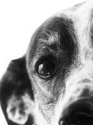 OLHAR CANINO DÍPTICO 01