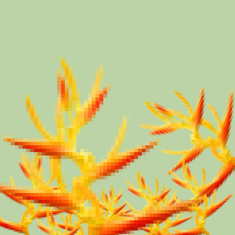 HELICÔNIA PIXEL |QD