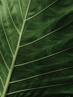 LEAF NATURE 22