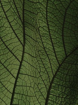 LEAF NATURE 21