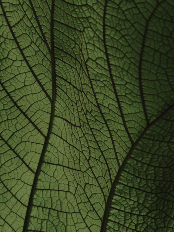 LEAF NATURE 21