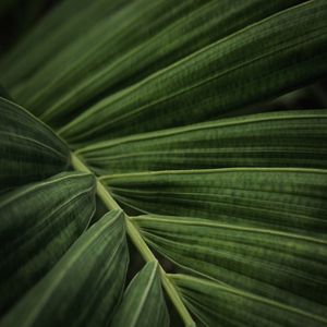 LEAF NATURE 13