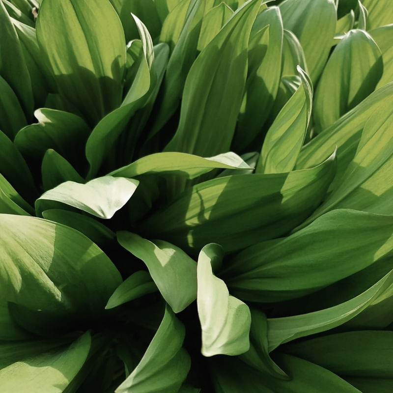 LEAF NATURE 12