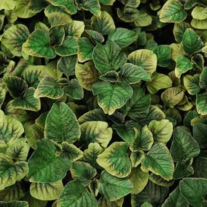 LEAF NATURE 06