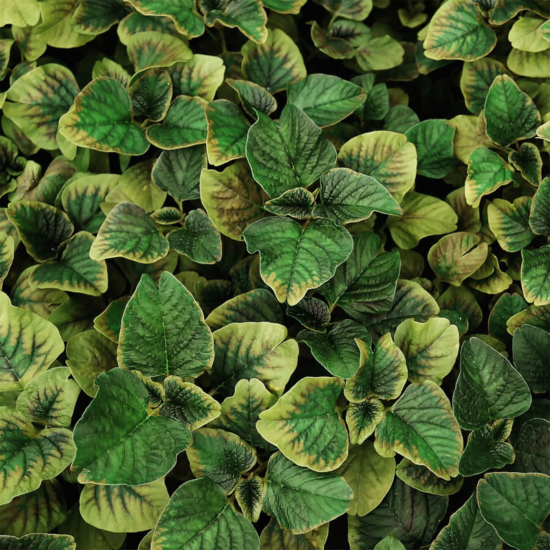 LEAF NATURE 06