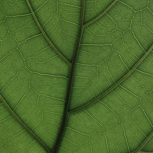 LEAF NATURE 04