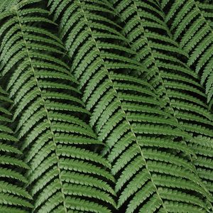 LEAF NATURE 16