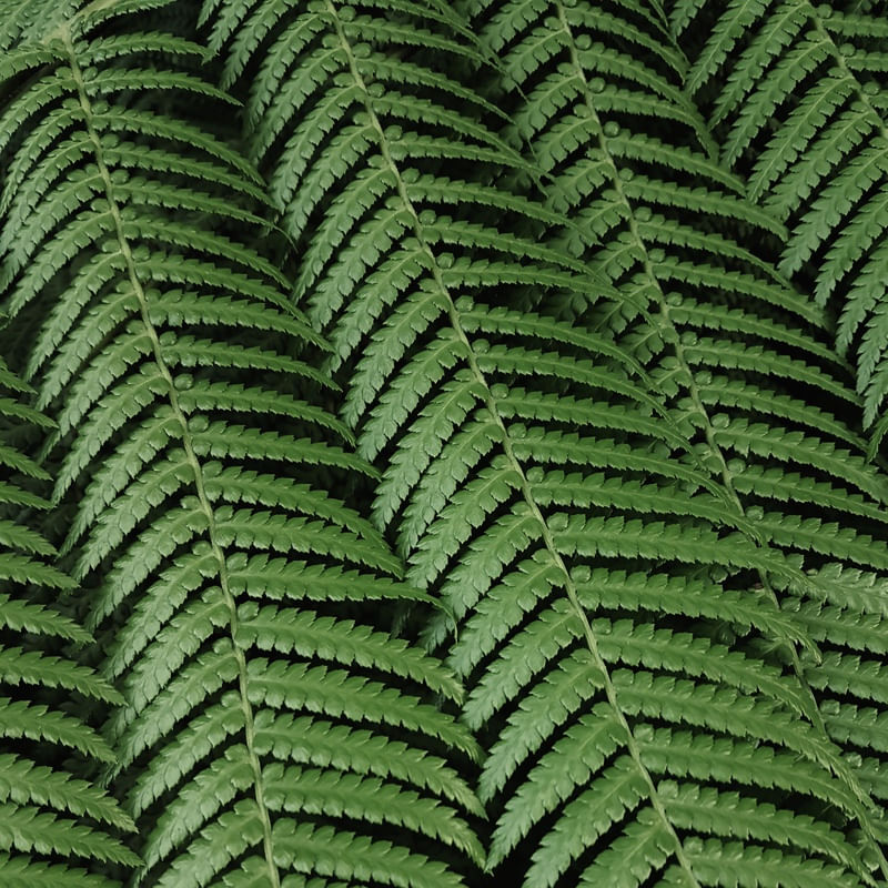 LEAF NATURE 16