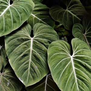 LEAF NATURE 03