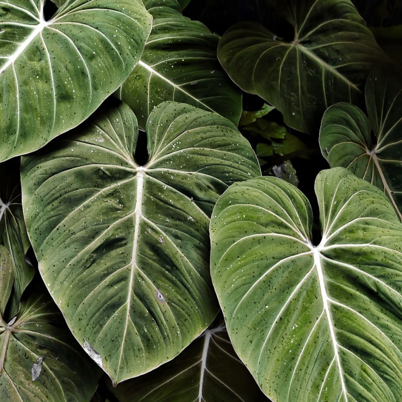 LEAF NATURE 03