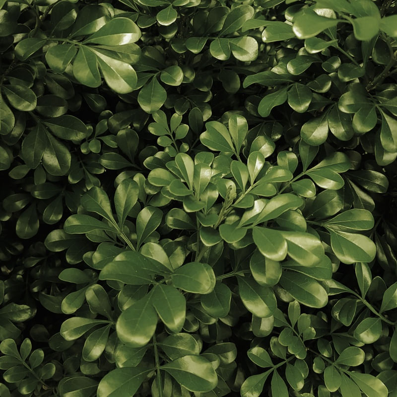 LEAF NATURE 43
