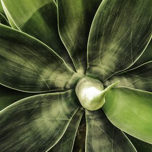 LEAF NATURE 08